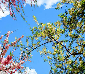 Beautiful Branches Wallpaper AJ Wallpaper 2 