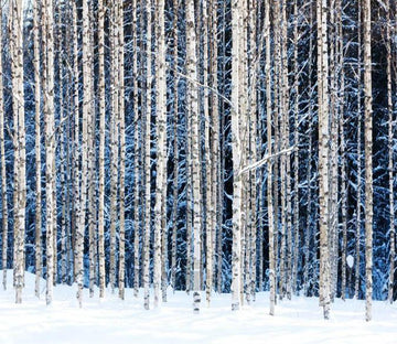 Winter Forest Trunks Wallpaper AJ Wallpaper 2 