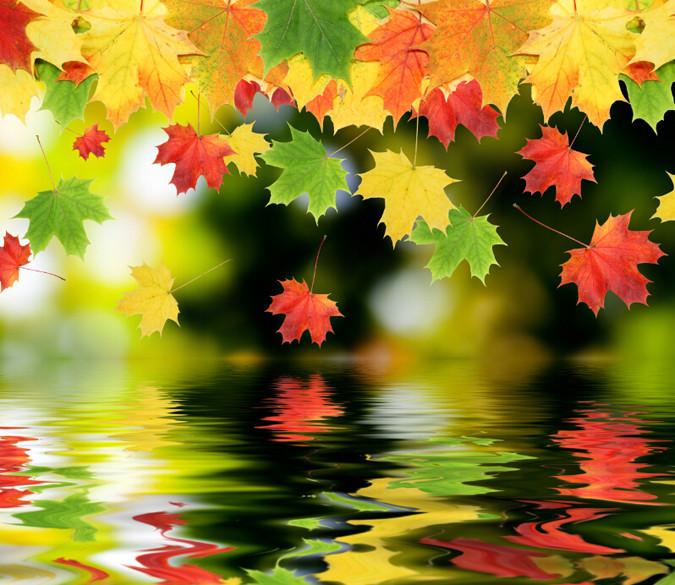 Colorful Falling Leaves Wallpaper AJ Wallpaper 