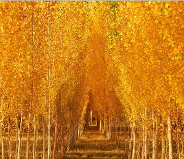 White Birch Forest 1 Wallpaper AJ Wallpaper 