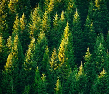 Green Forest 6 Wallpaper AJ Wallpaper 