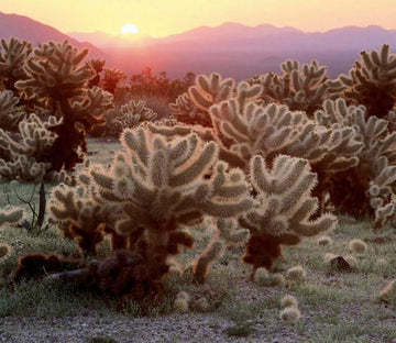 Spinous Plants Wallpaper AJ Wallpaper 