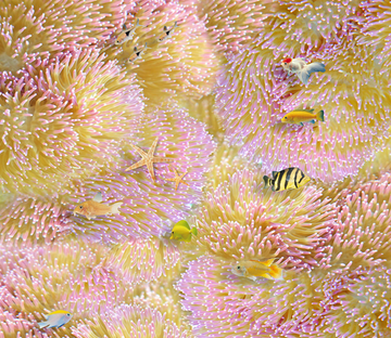 3D Shining Corals Floor Mural Wallpaper AJ Wallpaper 2 