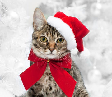 Christmas Cat Wallpaper AJ Wallpaper 