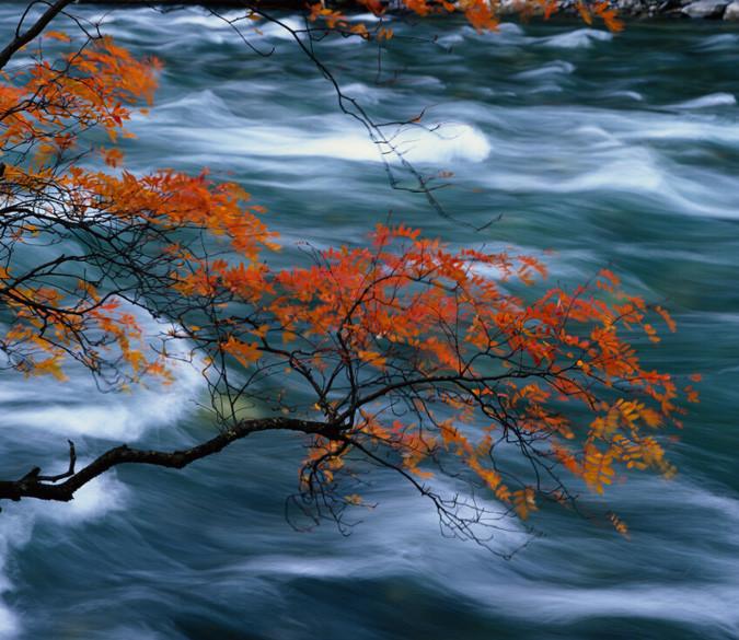 Stream And Branches Wallpaper AJ Wallpaper 