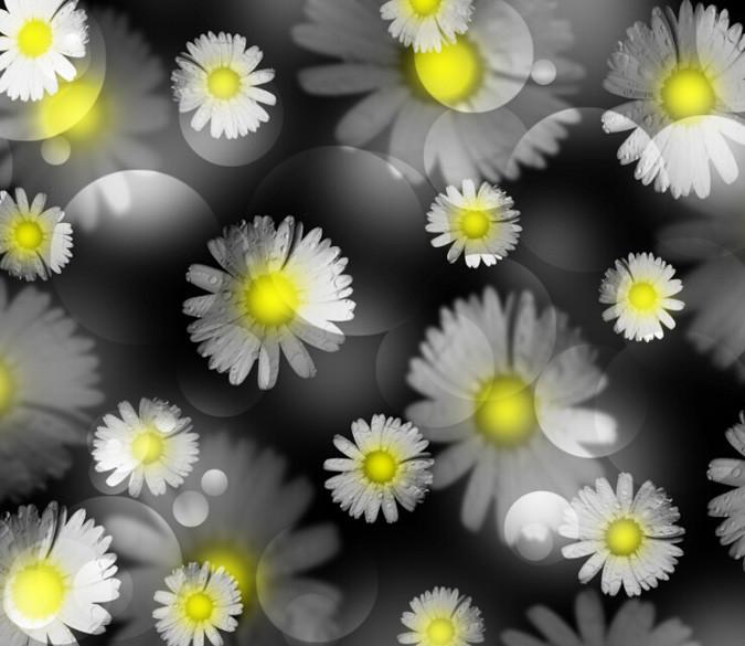 Wild Chrysanthemums Wallpaper AJ Wallpaper 