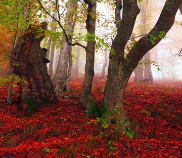 Forest Glade Wallpaper AJ Wallpaper 