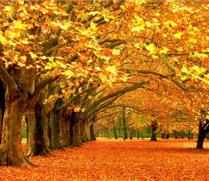 MAPLE FOREST 3850mm wide and 2650mm high in Vinyl Wallpaper AJ Wallpaper 