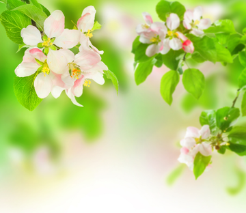 Fresh Flowers 1 Wallpaper AJ Wallpaper 