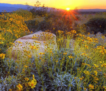 Stones And Flowers Wallpaper AJ Wallpaper 