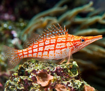 Beautiful Orange Pipefish Wallpaper AJ Wallpaper 