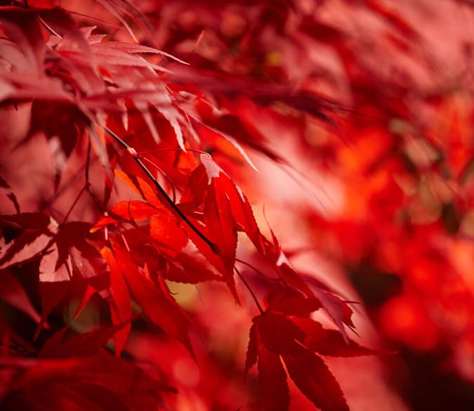 Red Maple Leaf Wallpaper AJ Wallpaper 