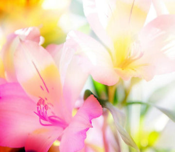 Bright Flowers Wallpaper AJ Wallpaper 