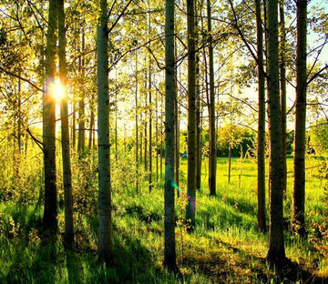 Straight Trees 1 Wallpaper AJ Wallpaper 