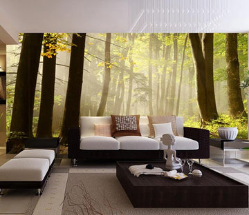 Forest Trees 3 Wallpaper AJ Wallpaper 