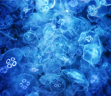 3D Transparent Creatures Floor Mural Wallpaper AJ Wallpaper 2 