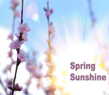Spring Sunshine Wallpaper AJ Wallpaper 