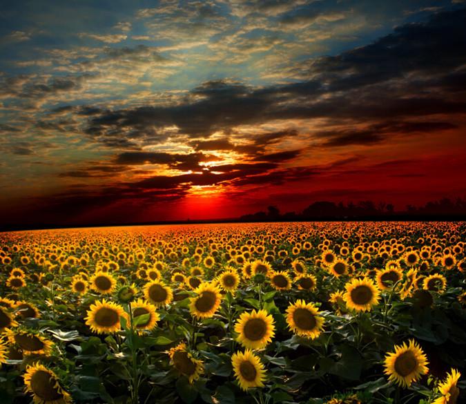 Boundless Sunflowers Field Wallpaper AJ Wallpaper 