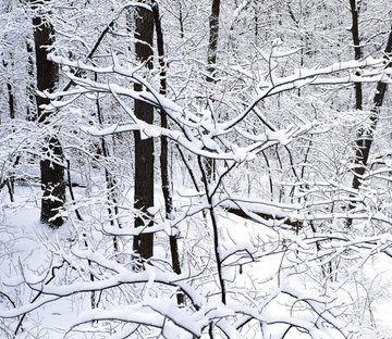 Snowcapped Forest Wallpaper AJ Wallpaper 