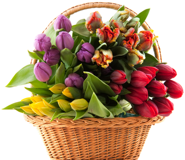 Color Tulips Basket Wallpaper AJ Wallpaper 