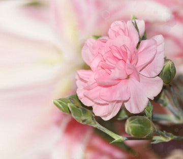 Pink Flower Wallpaper AJ Wallpaper 