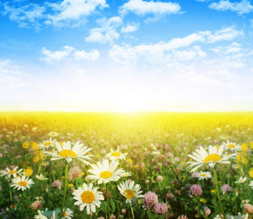 Beautiful Wildflowers 4 Wallpaper AJ Wallpaper 