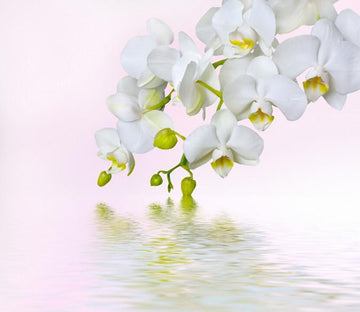 Elegant Flowers 7 Wallpaper AJ Wallpaper 