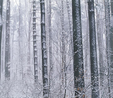 Snowy Forest 4 Wallpaper AJ Wallpaper 