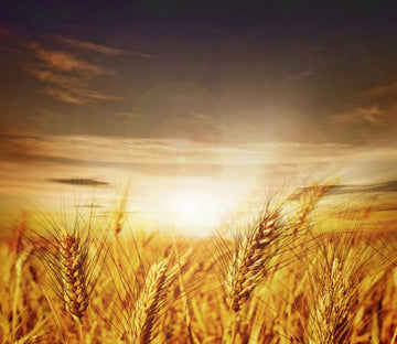 Golden Wheat Fields 1 Wallpaper AJ Wallpaper 