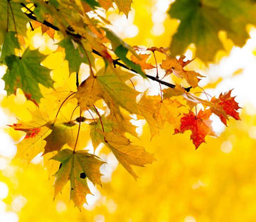 Colorful Maple Leaves Wallpaper AJ Wallpaper 