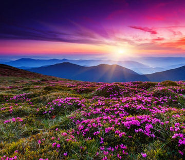 Azaleas Plains Wallpaper AJ Wallpaper 