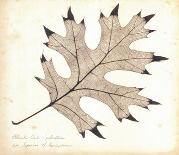 Maple Leaf Specimen Wallpaper AJ Wallpaper 