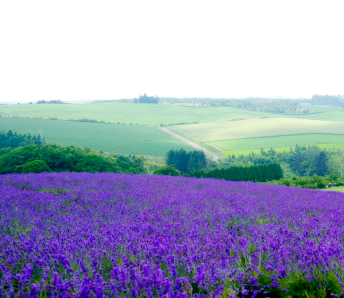 Farmland And Flowers Wallpaper AJ Wallpaper 2 