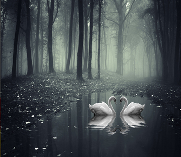 Forest Lake Two Swans Wallpaper AJ Wallpaper 