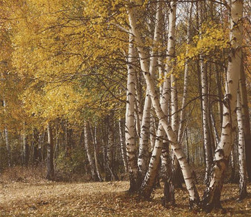 White Birch Forest Wallpaper AJ Wallpaper 