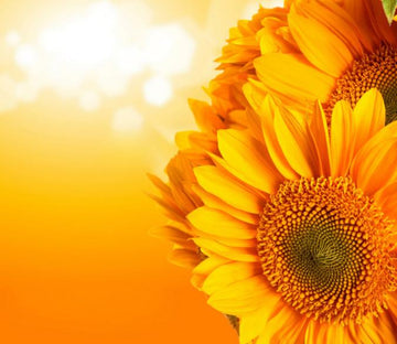 Orange Chrysanthemums Wallpaper AJ Wallpaper 