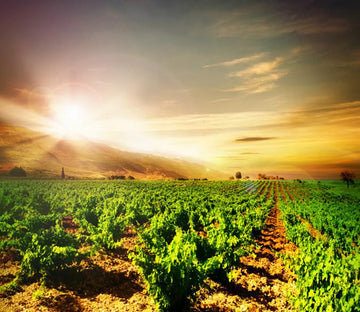 Green Tree Nursery Wallpaper AJ Wallpaper 