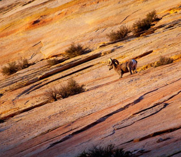 Wilderness Animal Wallpaper AJ Wallpaper 