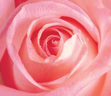 Romantic Pink Rose Wallpaper AJ Wallpaper 