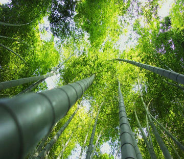 Verdant Bamboo Forest Wallpaper AJ Wallpaper 2 