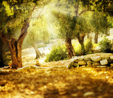 Old Trees Wallpaper AJ Wallpaper 