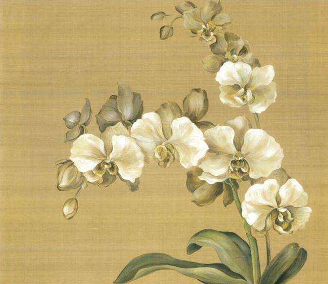 Orchids Wallpaper AJ Wallpaper 