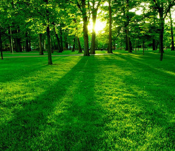 Green Forest 5 Wallpaper AJ Wallpaper 