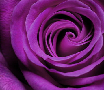 Purple Flower Wallpaper AJ Wallpaper 