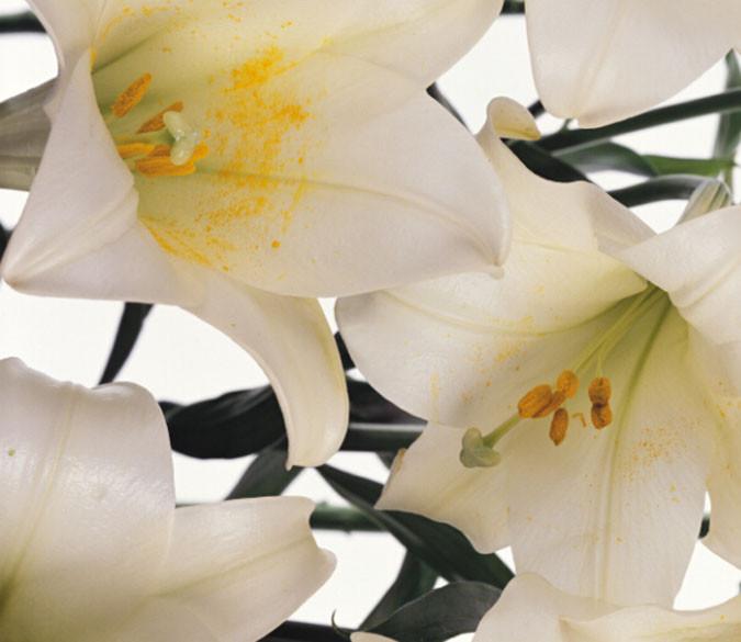 White Lilies Wallpaper AJ Wallpaper 