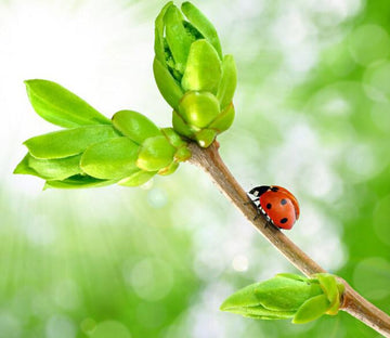 Green Shoots 1 Wallpaper AJ Wallpaper 