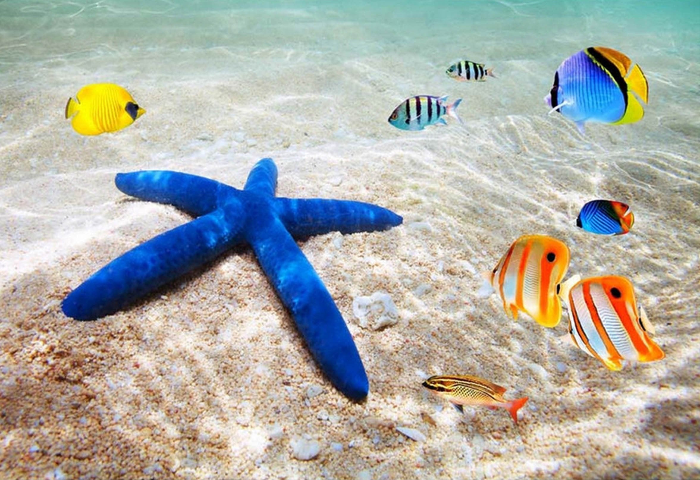 3D Sea Starfish Fishes 169 Kitchen Mat Floor Mural Wallpaper AJ Wallpaper 