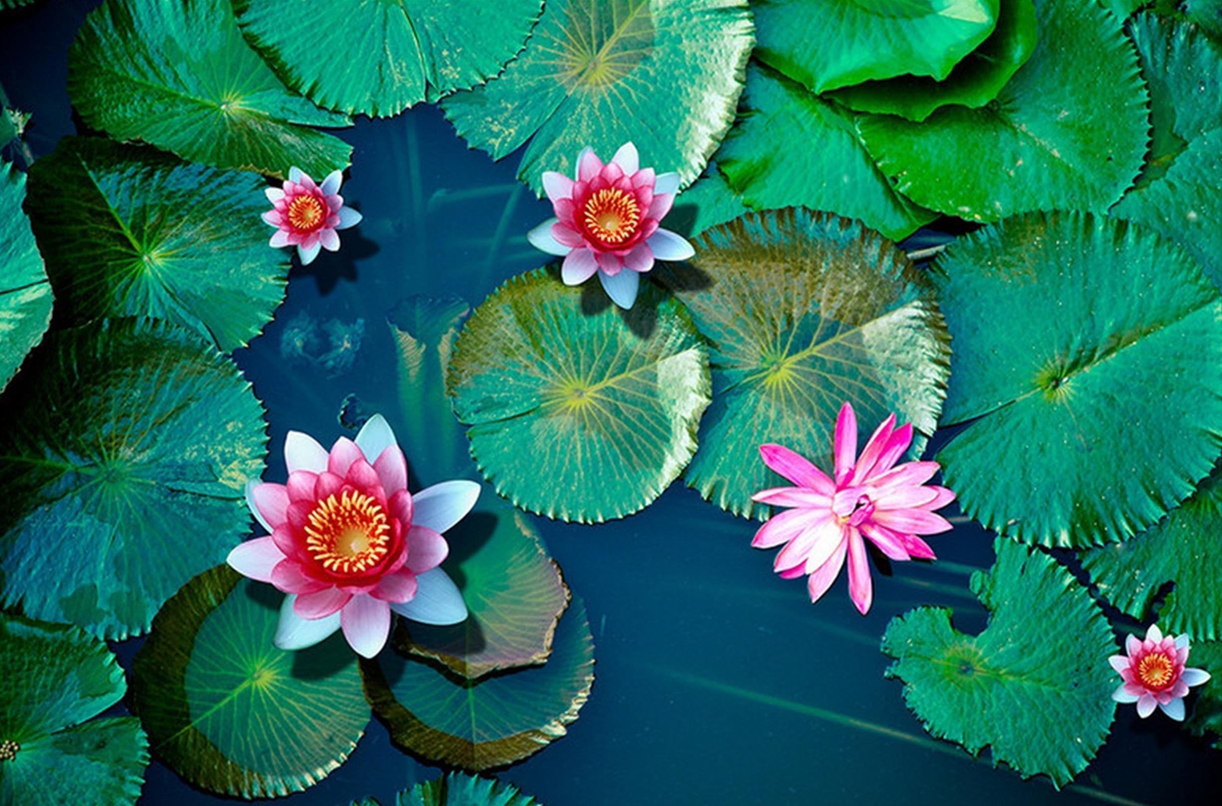 3D Fresh Water Lily 164 Kitchen Mat Floor Mural Wallpaper AJ Wallpaper 