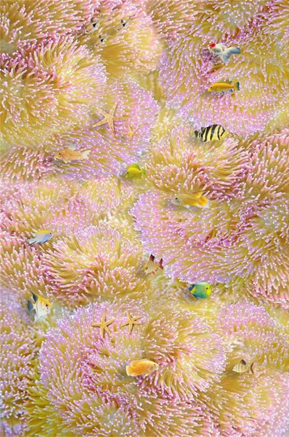 3D Pretty Corals Color Fishes 77 Stair Risers Wallpaper AJ Wallpaper 