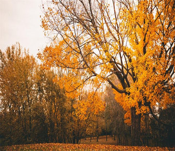 3D Poplar Tree 685 Wallpaper AJ Wallpaper 2 